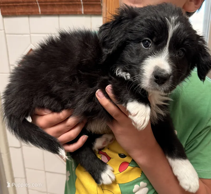 Hank Williams - PB5 – Border Collie puppy for sale in Castle Rock, CO