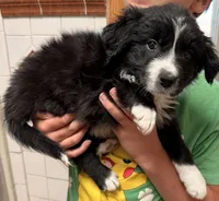 Hank Williams - PB5, a male Border Collie for sale in Castle Rock, CO – 1 of 10