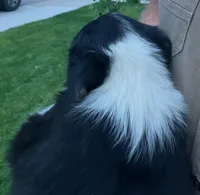 Dasha - SG2, a female Border Collie for sale in Castle Rock, CO – 2 of 10