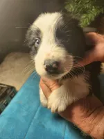 MB2, a male Border Collie for sale in Castle Rock, CO – Photo 1 of 10