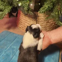 MB2, a male Border Collie for sale in Castle Rock, CO – Photo 1 of 10