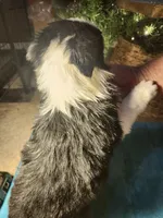 MB2, a male Border Collie for sale in Castle Rock, CO – Photo 2 of 10