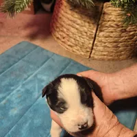 MB2, a male Border Collie for sale in Castle Rock, CO – Photo 2 of 10