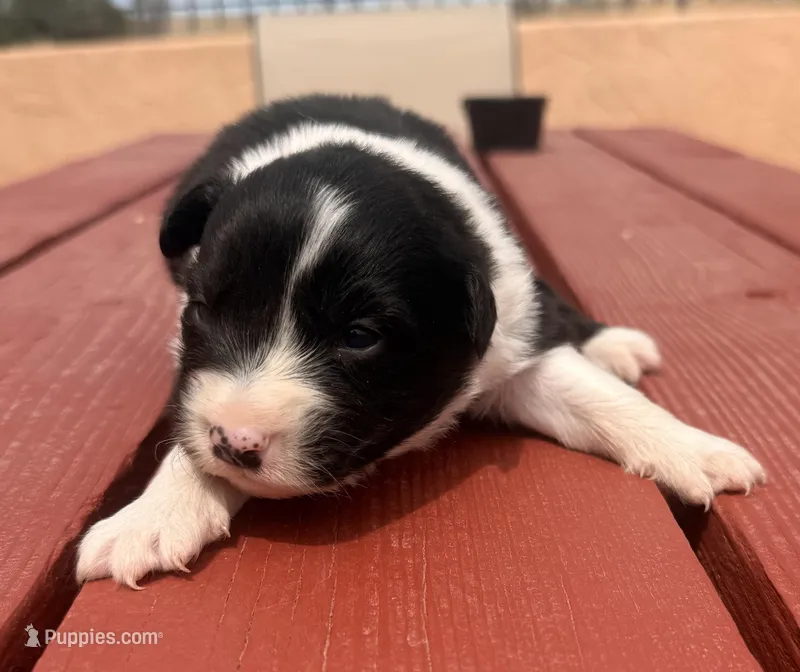 PG2 – Border Collie puppy on hold in Castle Rock, CO