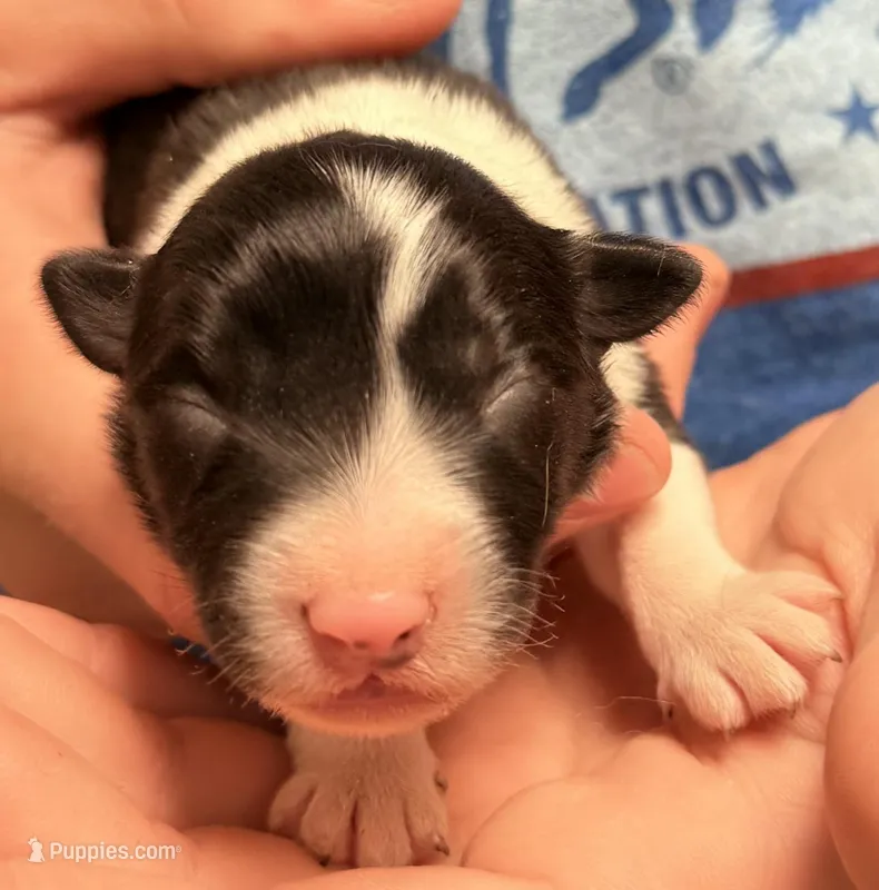PG2 – Border Collie puppy on hold in Castle Rock, CO
