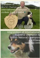 PG2, a female Border Collie for sale in Castle Rock, CO – Photo 7 of 10