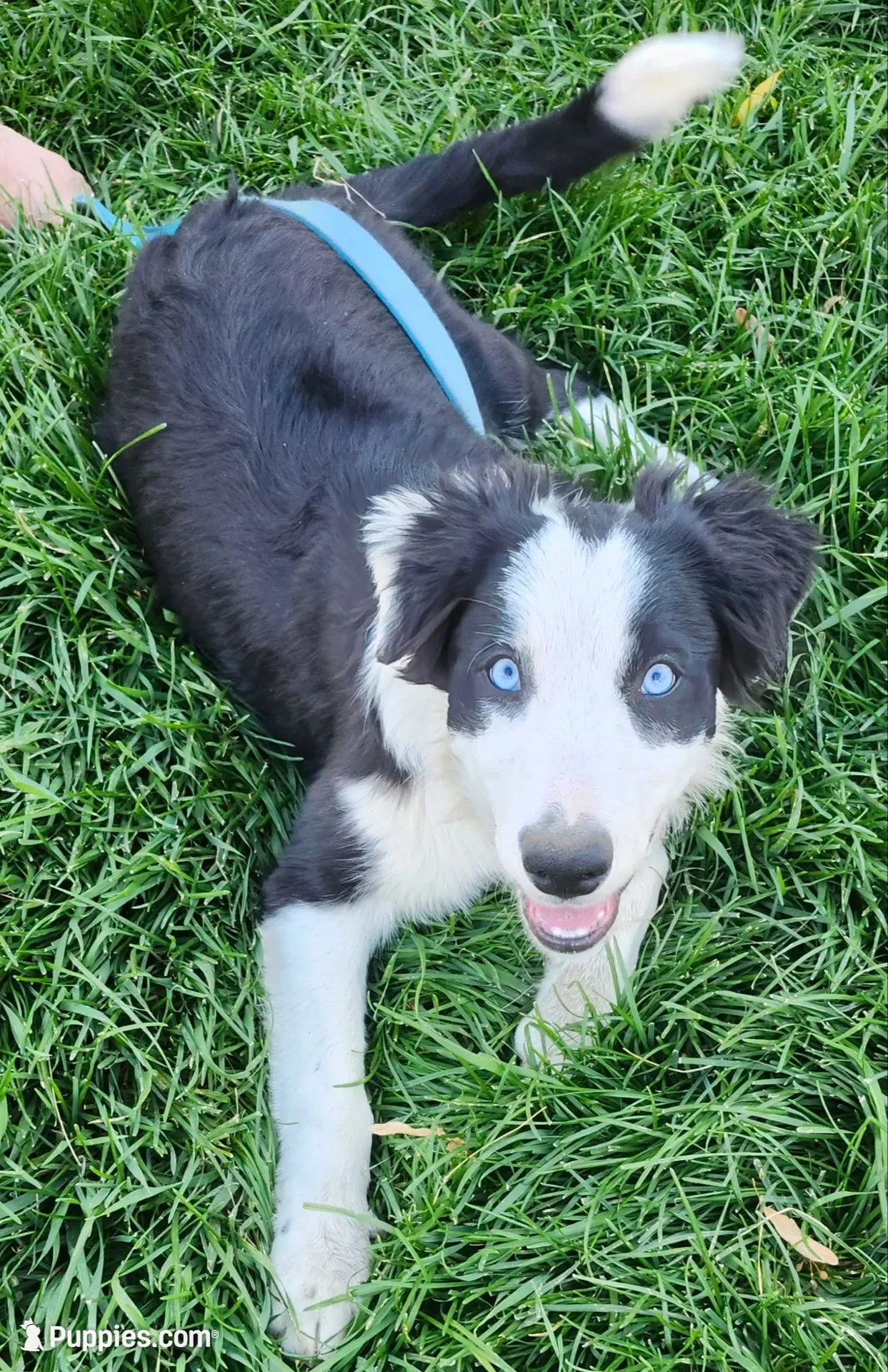 Enna - SG1, a female Border Collie for sale in Castle Rock, CO – 4 of 10