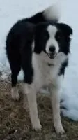 PB6, a male Border Collie for sale in Castle Rock, CO – Photo 5 of 10