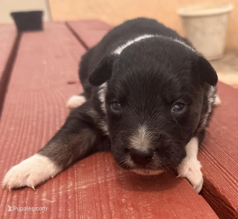 PB6 – Border Collie puppy for sale in Castle Rock, CO