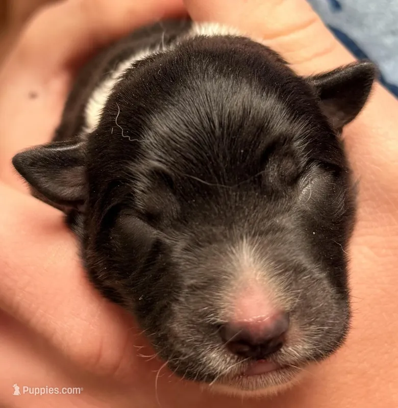PB6 – Border Collie puppy for sale in Castle Rock, CO