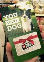 BF1, a female Border Collie for sale in Castle Rock, CO – Photo 5 of 10