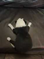 BF1, a female Border Collie for sale in Castle Rock, CO – Photo 2 of 10