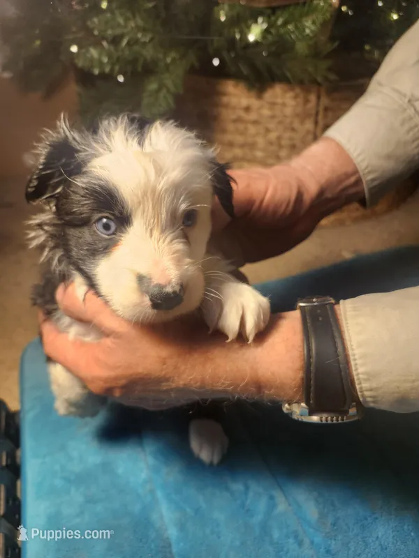 BF1 – Border Collie puppy on hold in Castle Rock, CO