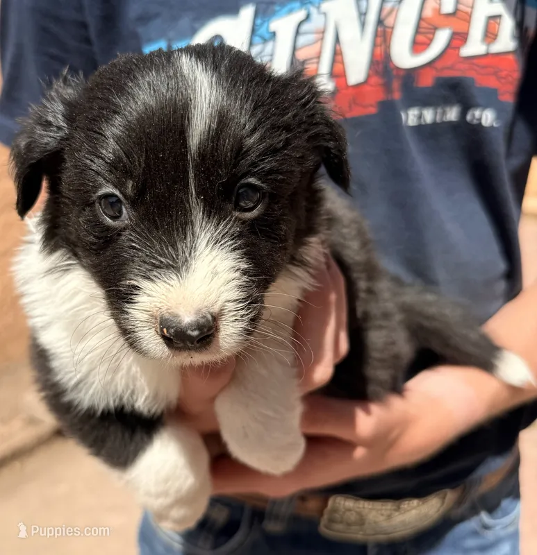 June Carter - PG2 – Border Collie puppy on hold in Castle Rock, CO