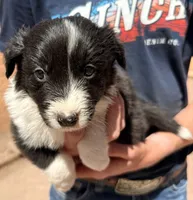 June Carter - PG2, a female Border Collie for sale in Castle Rock, CO – 1 of 10
