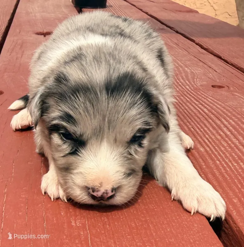 PG1 – Border Collie puppy for sale in Castle Rock, CO