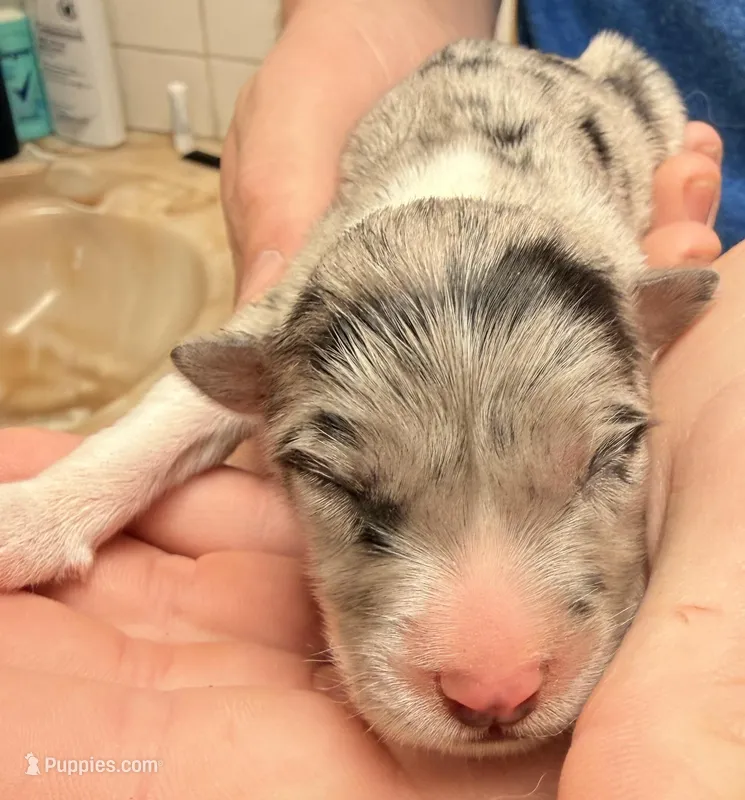 PG1 – Border Collie puppy for sale in Castle Rock, CO