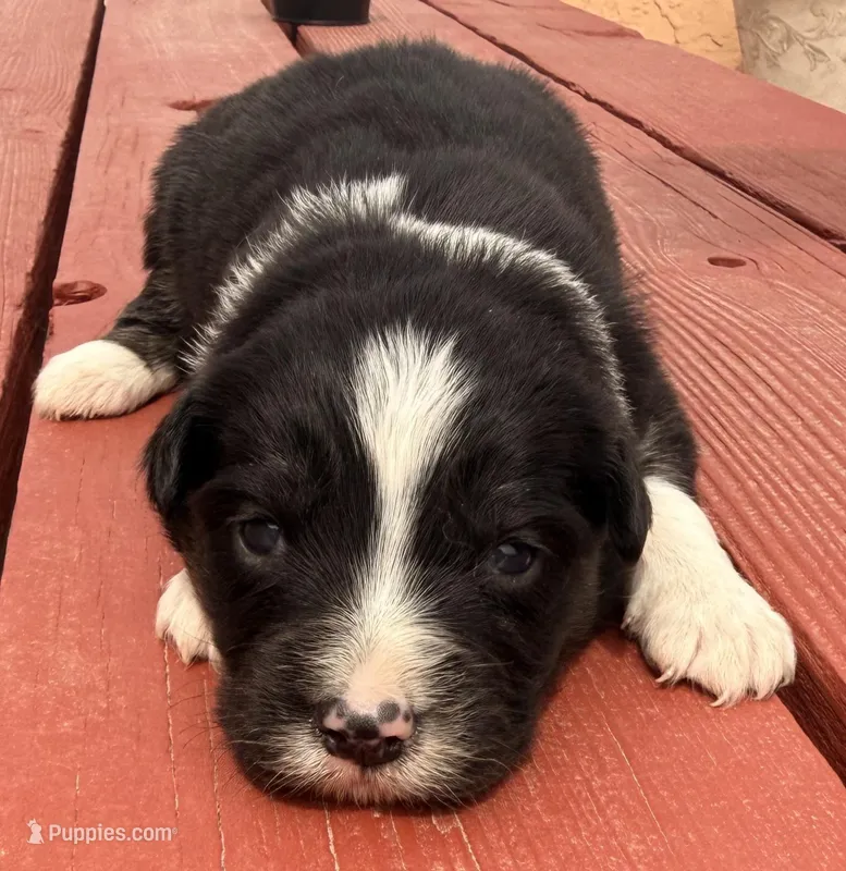 PB3 – Border Collie puppy for sale in Castle Rock, CO