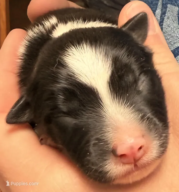 PB3 – Border Collie puppy for sale in Castle Rock, CO
