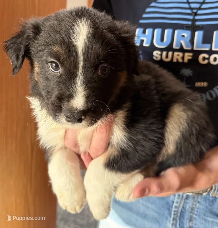 Dean Martin - PB3 – Border Collie puppy on hold in Castle Rock, CO