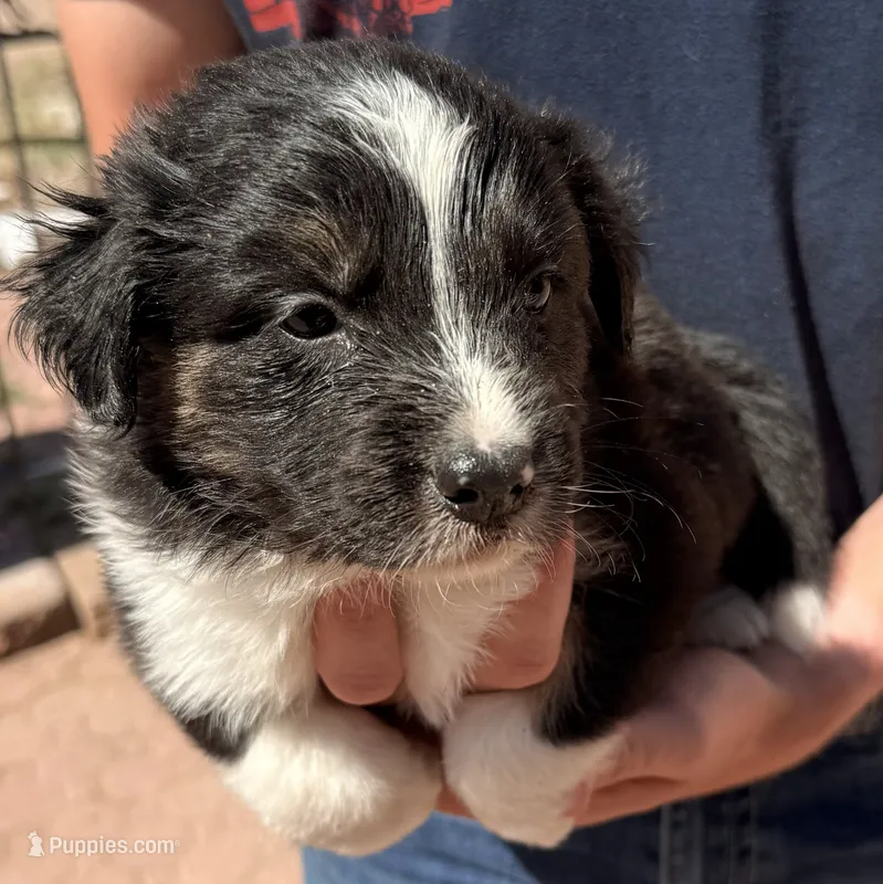 Dean Martin - PB3 – Border Collie puppy for sale in Castle Rock, CO
