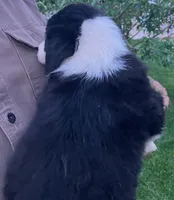 Brax - SB2, a male Border Collie for sale in Castle Rock, CO – 2 of 10