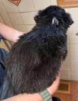 Wyatt Earp - PB4, a male Border Collie for sale in Castle Rock, CO – 2 of 10