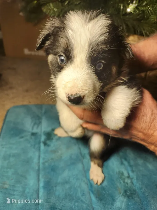 MG2 – Border Collie puppy on hold in Castle Rock, CO