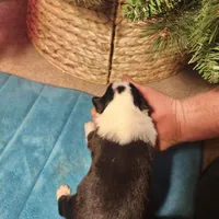 MG2, a female Border Collie for sale in Castle Rock, CO – Photo 2 of 10