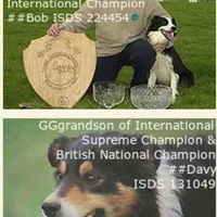 MG2, a female Border Collie for sale in Castle Rock, CO – Photo 9 of 10