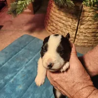 MG2, a female Border Collie for sale in Castle Rock, CO – Photo 1 of 10