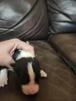 BF2, a female Border Collie for sale in Castle Rock, CO – Photo 2 of 10