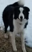 BF2, a female Border Collie for sale in Castle Rock, CO – Photo 4 of 10