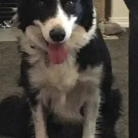 BF2, a female Border Collie for sale in Castle Rock, CO – Photo 3 of 10