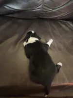 BF2, a female Border Collie for sale in Castle Rock, CO – Photo 1 of 10