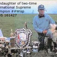 BF2, a female Border Collie for sale in Castle Rock, CO – Photo 8 of 10