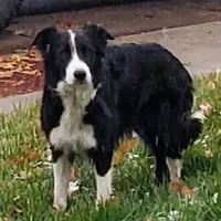 MB1, a male Border Collie for sale in Castle Rock, CO – Photo 4 of 10