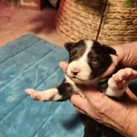 MB1, a male Border Collie for sale in Castle Rock, CO – Photo 1 of 10