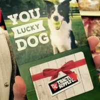 MB1, a male Border Collie for sale in Castle Rock, CO – Photo 5 of 10