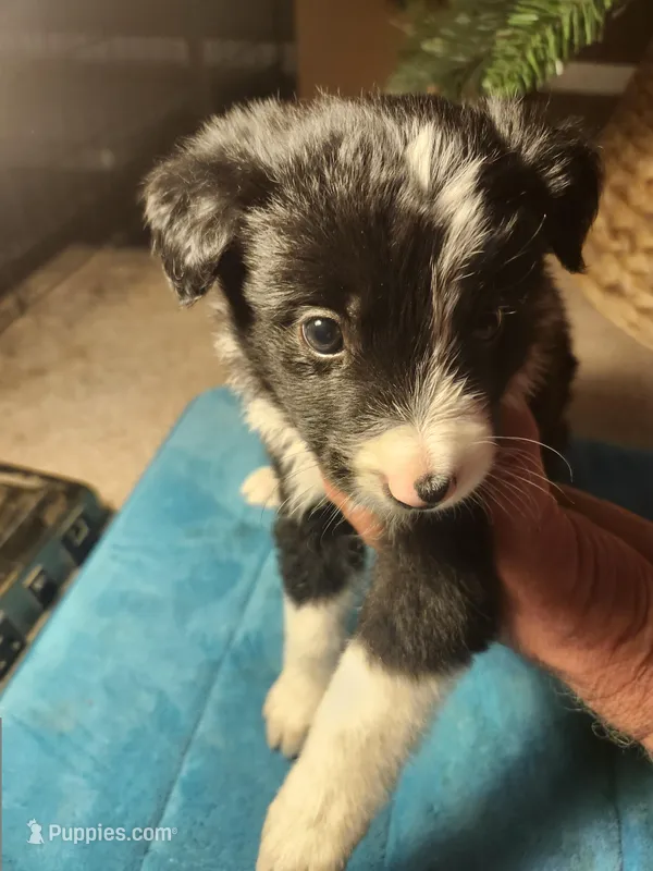 MB1 – Border Collie puppy for sale in Castle Rock, CO