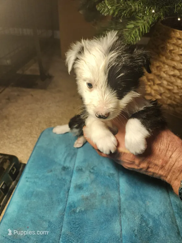MG4 – Border Collie puppy for sale in Castle Rock, CO