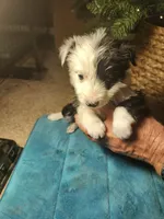 MG4, a female Border Collie for sale in Castle Rock, CO – Photo 1 of 10