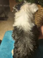 MG4, a female Border Collie for sale in Castle Rock, CO – Photo 2 of 10