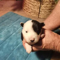 MG4, a female Border Collie for sale in Castle Rock, CO – Photo 1 of 10