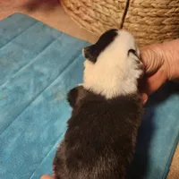 MG4, a female Border Collie for sale in Castle Rock, CO – Photo 2 of 10