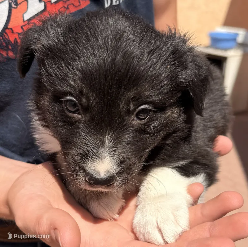 Wyatt Earp - PB4 – Border Collie puppy for sale in Castle Rock, CO