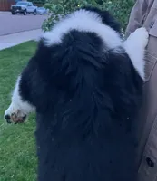 Caius - SB3, a male Border Collie for sale in Castle Rock, CO – 2 of 10
