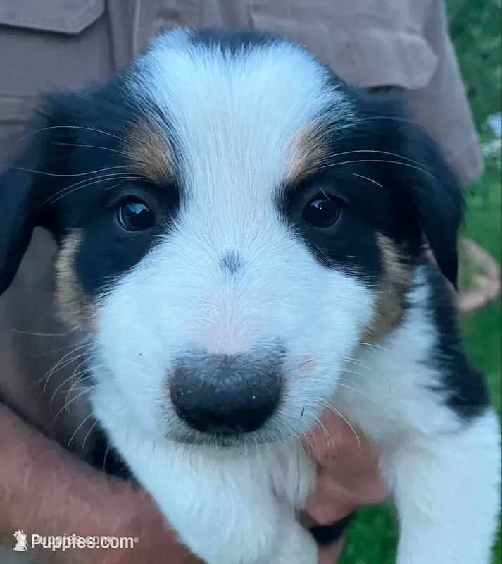 Enna - SG1 – Border Collie puppy for sale in Castle Rock, CO