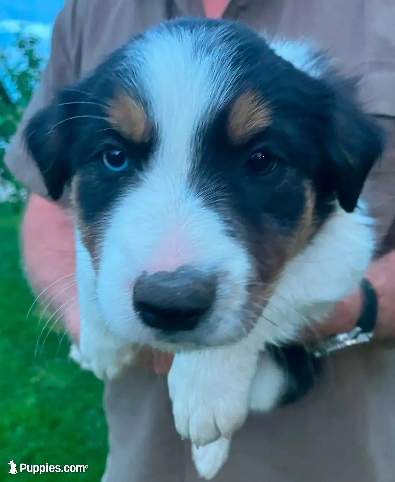 Dasha - SG2, a female Border Collie for sale in Castle Rock, CO – 1 of 10