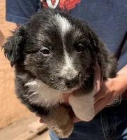John Wayne - PB2, a male Border Collie for sale in Castle Rock, CO – 1 of 10
